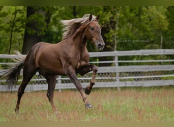 Andalusiër, Hengst, 4 Jaar, 163 cm, Palomino