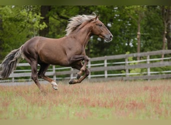 Andalusiër, Hengst, 4 Jaar, 163 cm, Palomino