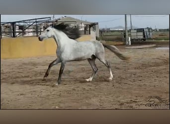 Andalusiër, Hengst, 4 Jaar, 163 cm, Schimmel