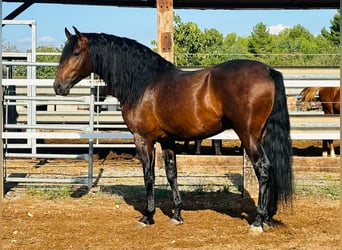 Andalusiër, Hengst, 4 Jaar, 164 cm, Bruin