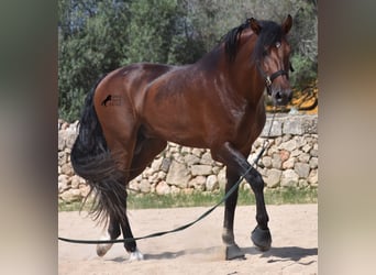 Andalusier, Hengst, 4 Jahre, 164 cm, Brauner