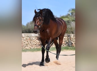 Andalusier, Hengst, 4 Jahre, 164 cm, Brauner