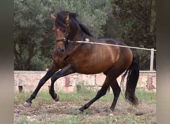 Andalusiër, Hengst, 4 Jaar, 164 cm, Falbe