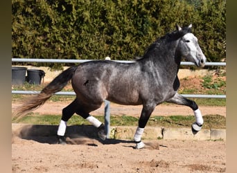 Andalusiër, Hengst, 4 Jaar, 165 cm, Appelschimmel