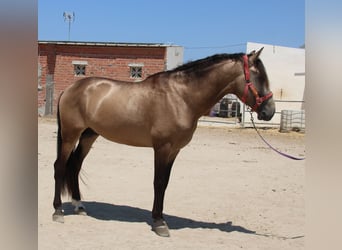Andalusiër, Hengst, 4 Jaar, 165 cm, Buckskin