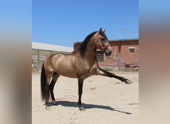 Andalusiër, Hengst, 4 Jaar, 165 cm, Buckskin
