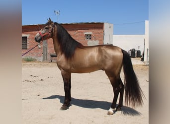 Andalusiër, Hengst, 4 Jaar, 165 cm, Buckskin