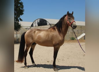 Andalusiër, Hengst, 4 Jaar, 165 cm, Buckskin
