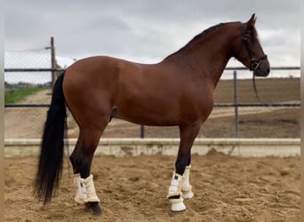 Andalusiër, Hengst, 4 Jaar, 165 cm, Roodbruin