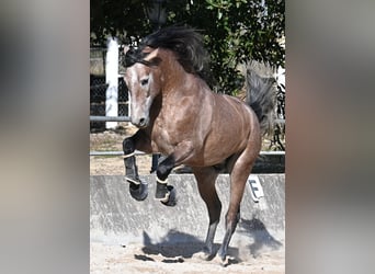 Andalusiër, Hengst, 4 Jaar, 165 cm, Schimmel