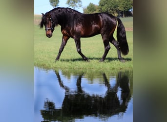 Andalusiër, Hengst, 4 Jaar, 165 cm, Zwartbruin
