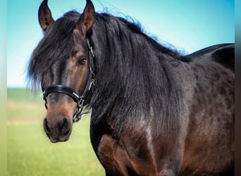 Andalusiër, Hengst, 4 Jaar, 165 cm, Zwartbruin