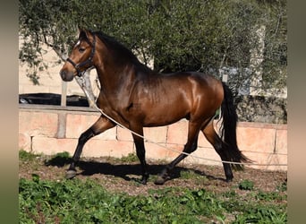 Andalusiër, Hengst, 4 Jaar, 166 cm, Falbe