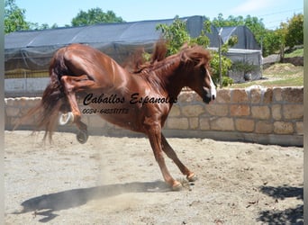 Andalusiër, Hengst, 4 Jaar, 167 cm, Vos