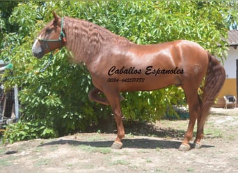 Andalusiër, Hengst, 4 Jaar, 167 cm, Vos