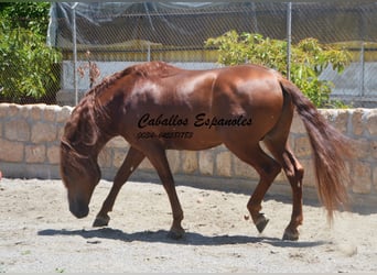 Andalusiër, Hengst, 4 Jaar, 167 cm, Vos