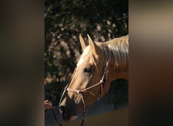 Andalusiër, Hengst, 4 Jaar, 168 cm, Gevlekt-paard