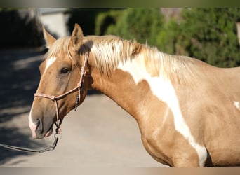 Andalusiër, Hengst, 4 Jaar, 168 cm, Gevlekt-paard