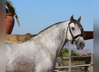 Andalusiër, Hengst, 4 Jaar, 168 cm, Schimmel