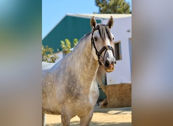 Andalusiër, Hengst, 4 Jaar, 168 cm, Schimmel