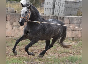 Andalusiër, Hengst, 4 Jaar, 169 cm, Schimmel