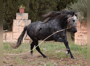 Andalusiër, Hengst, 4 Jaar, 169 cm, Schimmel