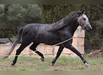 Andalusiër, Hengst, 4 Jaar, 169 cm, Schimmel