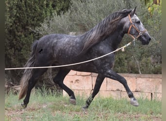 Andalusiër, Hengst, 4 Jaar, 169 cm, Schimmel