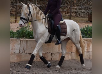 Andalusier, Hengst, 4 Jahre, 149 cm, Cremello