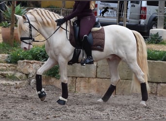 Andalusier, Hengst, 4 Jahre, 149 cm, Cremello