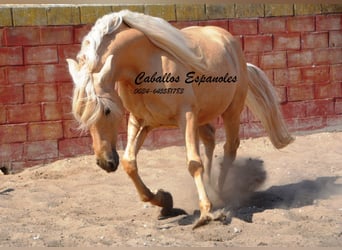 Andalusier, Hengst, 4 Jahre, 149 cm, Palomino