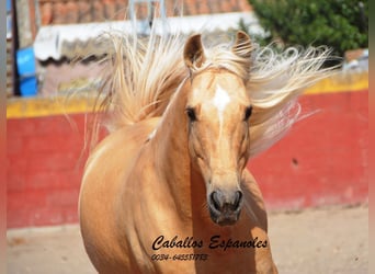 Andalusier, Hengst, 4 Jahre, 149 cm, Palomino