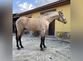 Andalusier, Hengst, 4 Jahre, 150 cm, Buckskin