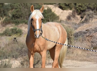 Andalusier, Hengst, 4 Jahre, 150 cm, Palomino