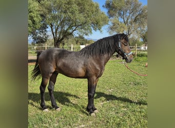 Andalusier, Hengst, 4 Jahre, 151 cm, Brauner