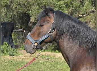 Andalusier, Hengst, 4 Jahre, 151 cm, Brauner