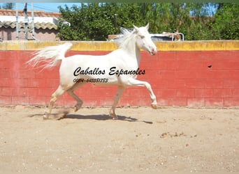 Andalusier, Hengst, 4 Jahre, 151 cm, Cremello