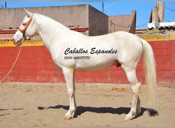 Andalusier, Hengst, 4 Jahre, 151 cm, Cremello
