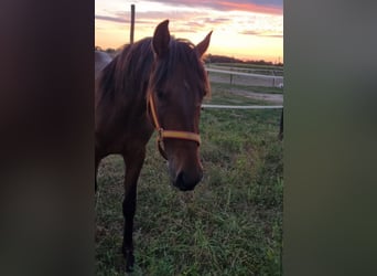 Andalusier, Hengst, 4 Jahre, 152 cm, Brauner