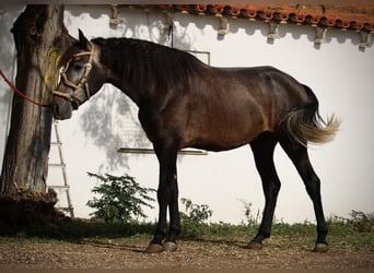 Andalusier, Hengst, 4 Jahre, 155 cm, Blauschimmel