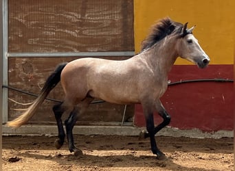 Andalusier Mix, Hengst, 4 Jahre, 155 cm, Braunfalbschimmel