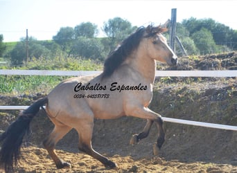Andalusier, Hengst, 4 Jahre, 155 cm, Falbe