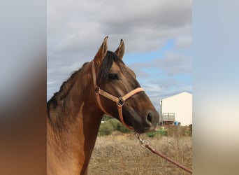 Andalusier, Hengst, 4 Jahre, 155 cm, Falbe