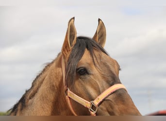 Andalusier, Hengst, 4 Jahre, 155 cm, Falbe