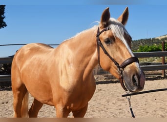 Andalusier, Hengst, 4 Jahre, 155 cm, Palomino