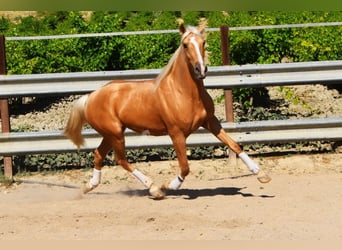 Andalusier, Hengst, 4 Jahre, 155 cm, Palomino