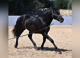 Andalusier, Hengst, 4 Jahre, 156 cm, Rappe