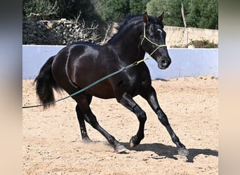 Andalusier, Hengst, 4 Jahre, 156 cm, Rappe