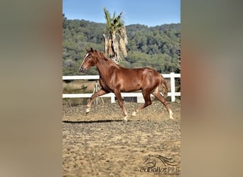Andalusier, Hengst, 4 Jahre, 157 cm