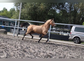 Andalusier Mix, Hengst, 4 Jahre, 157 cm, Falbe